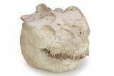 Fossil Oreodont (Leptauchenia) Skull - South Dakota #249246-8